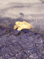 Lobotes surinamensis