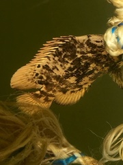 Lobotes surinamensis