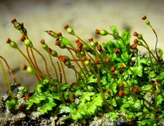 Fissidens obtusifolius