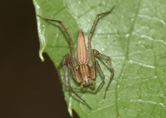 Oxyopes
