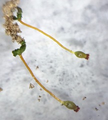 Fissidens obtusifolius