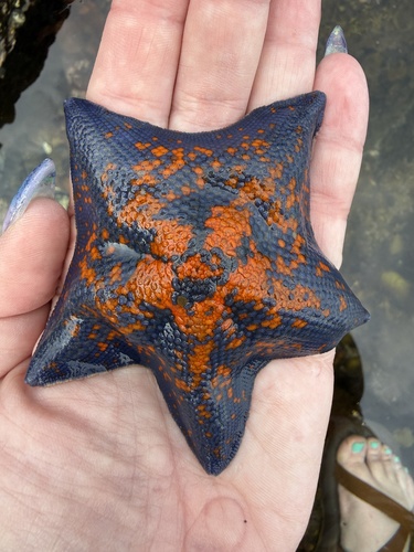Blue Bat Star