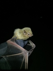Lasiurus xanthinus