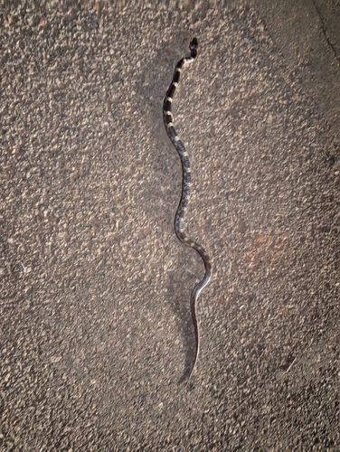 Travancore Wolf Snake