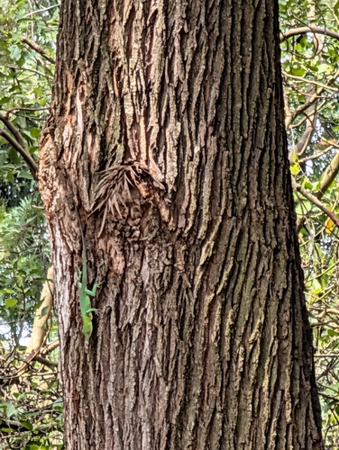 Nilgiri Forest Lizard, Calotes nemoricola