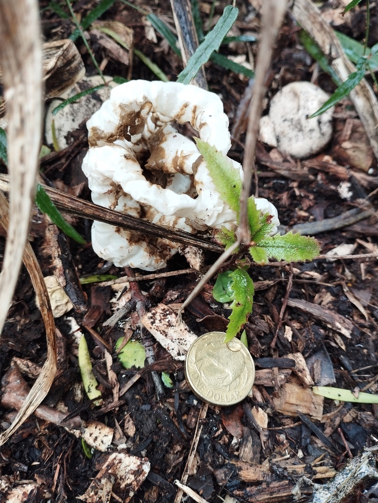 Ileodictyon cibarium · May 2026 · photo: © geoffr (iNaturalist, cc0)