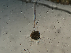 Ephelota