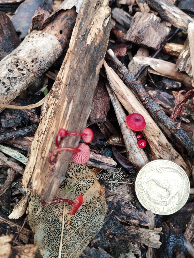 Cruentomycena viscidocruenta · May 2026 · photo: © geoffr (iNaturalist, cc0)