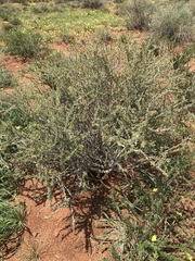Boscia foetida
