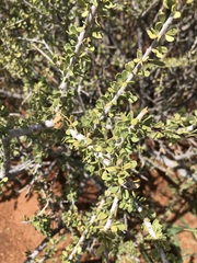 Boscia foetida