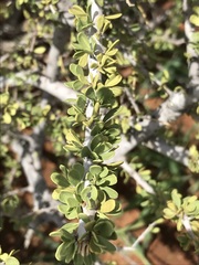Boscia foetida
