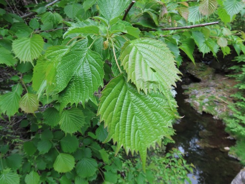 Euptelea polyandra, photograph 5