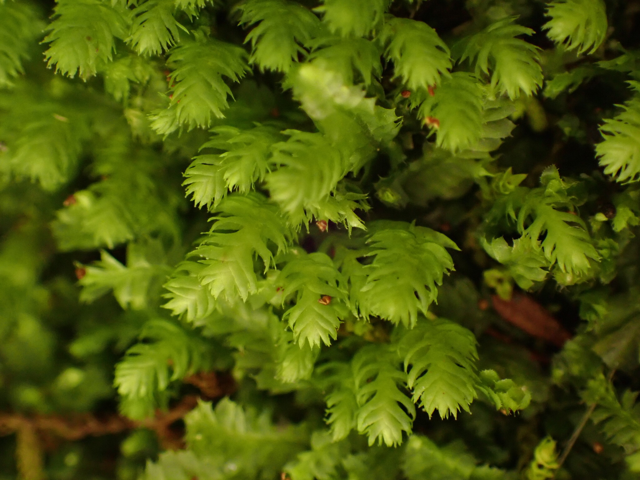 Triandrophyllum