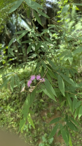 Callicarpa tikusikensis, photograph 2