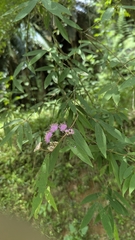 Callicarpa tikusikensis, photograph (c) Cheng-Te Hsu, some rights reserved (CC BY)
