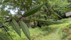 Callicarpa tikusikensis, photograph (c) Cheng-Te Hsu, some rights reserved (CC BY)