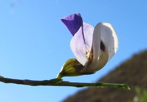Tawny Fountainbush (Psoralea fulva)