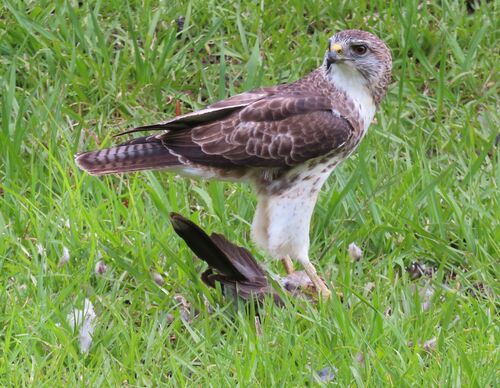 Buteo solitarius observed 2026-05-12