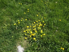 Taraxacum officinale