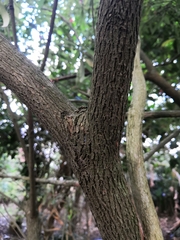 Arachnothryx leucophylla