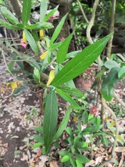 Arachnothryx leucophylla