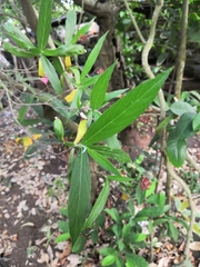 Arachnothryx leucophylla