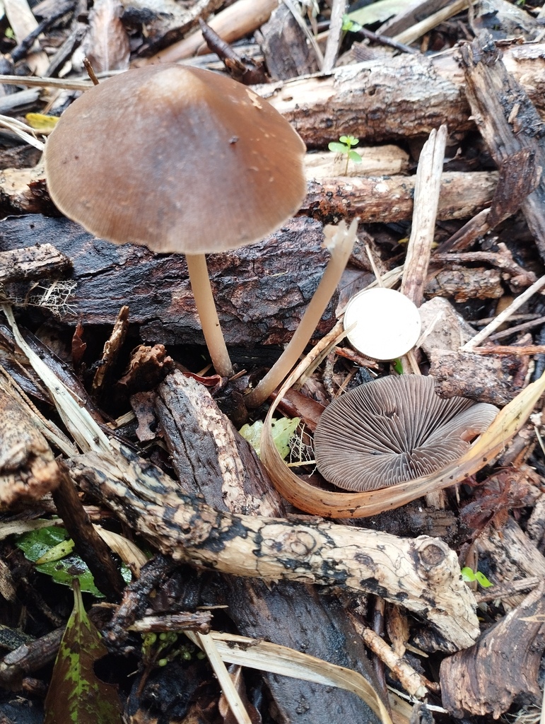 Parasola conopilea · May 2026 · photo: © geoffr (iNaturalist, cc0)