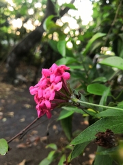 Arachnothryx leucophylla