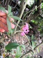 Arachnothryx leucophylla