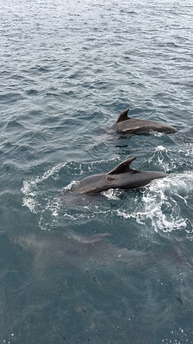 Common Bottlenose Dolphin observed by bmurtha