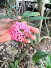 Arachnothryx leucophylla