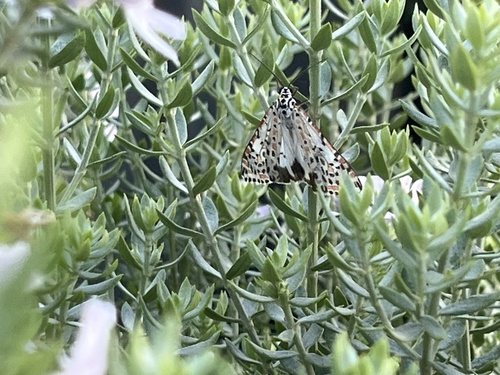 Heliotrope Moth