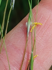 Piptochaetium avenaceum