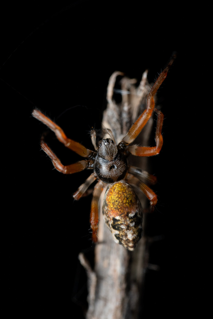 Cyclosa tapetifaciens