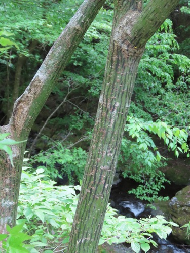 Acer capillipes, photograph 2