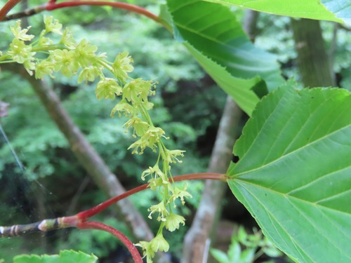 Acer capillipes
