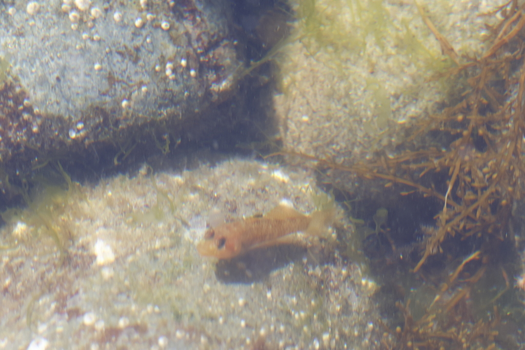 Blackeye Goby
