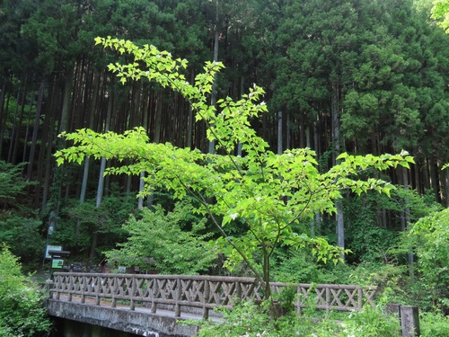 Acer capillipes, photograph 4