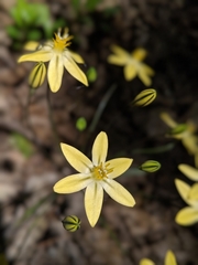 Triteleia ixioides scabra