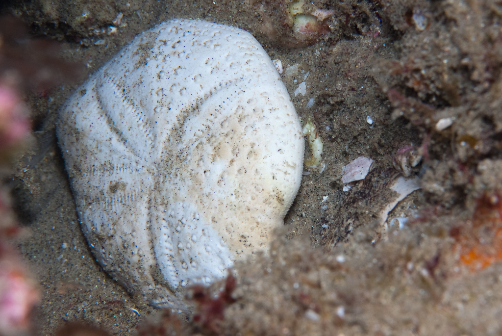 Fine-spined Heart Urchin