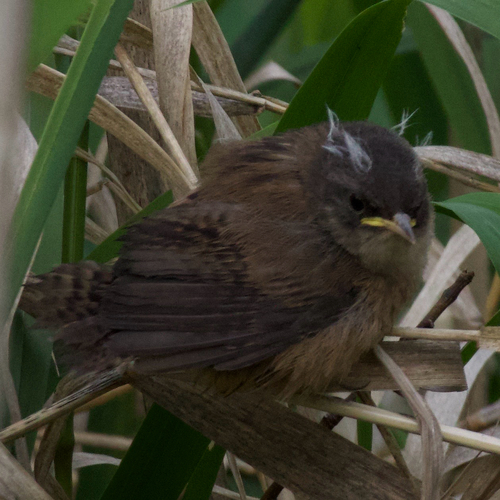 Troglodyte des marais