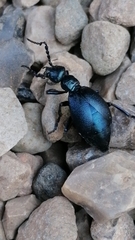 Meloe violaceus