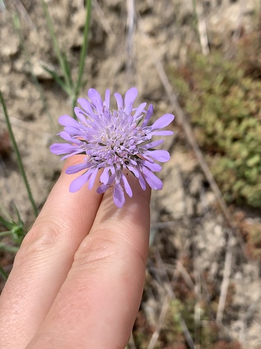 Knautia integrifolia (Knautia integrifolia)