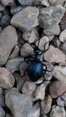 Meloe violaceus