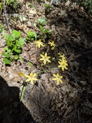 Triteleia ixioides scabra