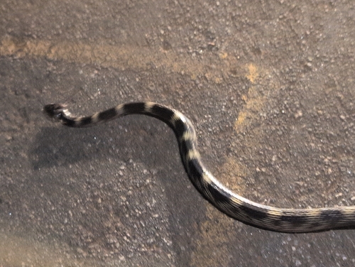 Travancore Wolf Snake
