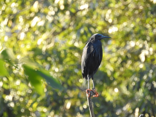 iNaturalist image
