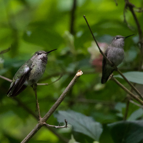 Anna's Hummingbird photographed in Washington