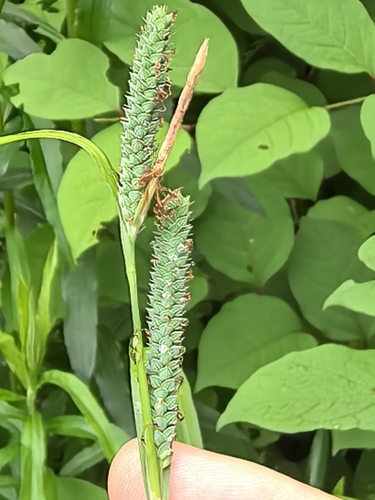 Carex cinerascens iNat (1)