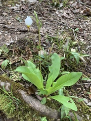 Primula meadia